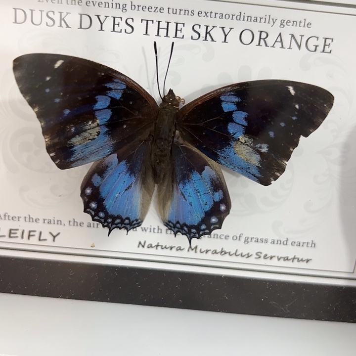 夏***冰蝴蝶标本定制417@