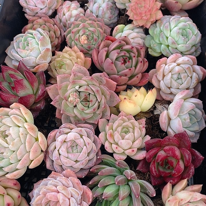 135 多肉植物盆栽花卉植物