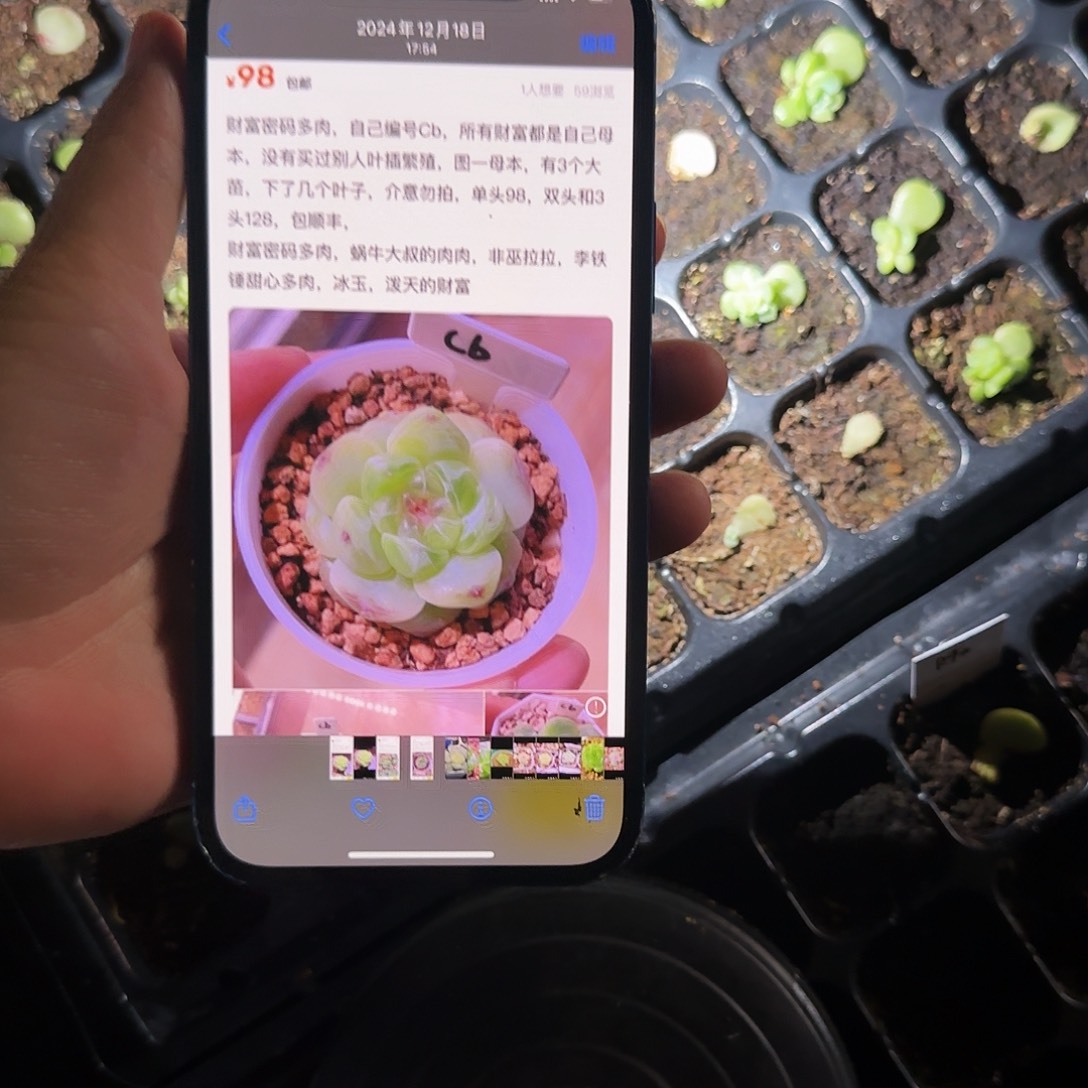 C b 中苗穴一个满25包邮