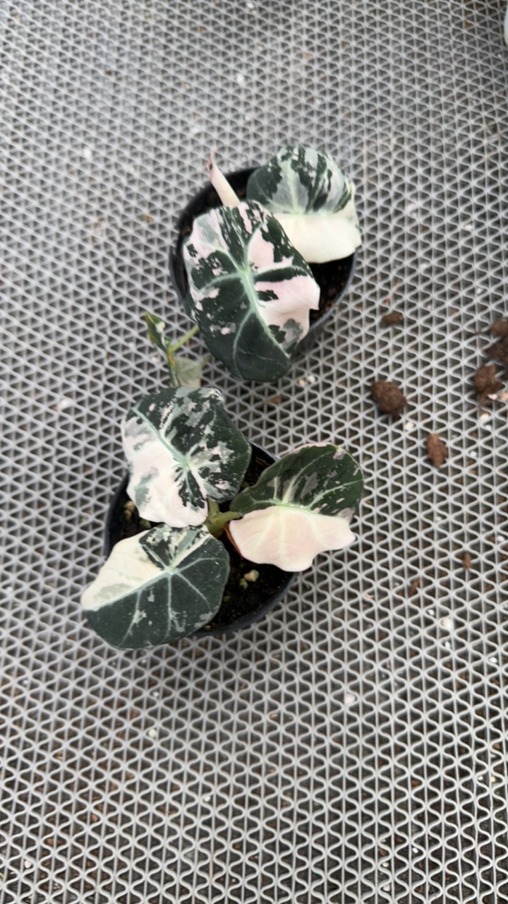 黑鹅粉锦。        