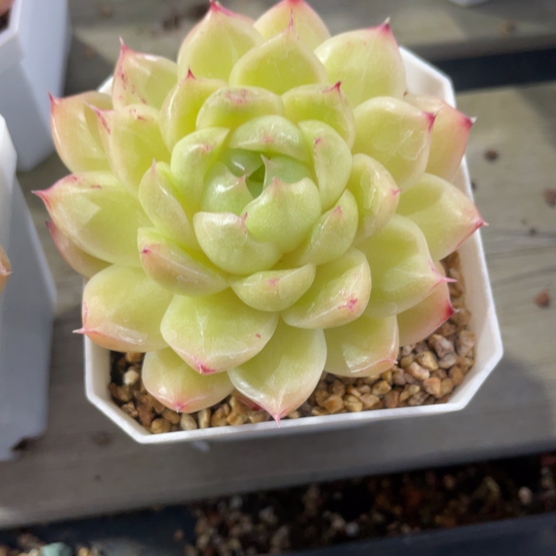 优选麦杆福利762脱土