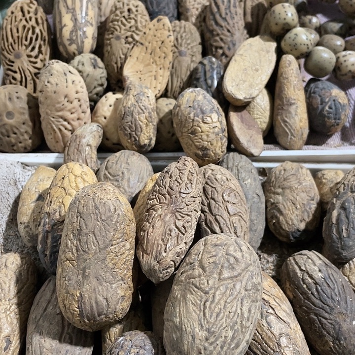 曹***操千眼菩提刷果老果