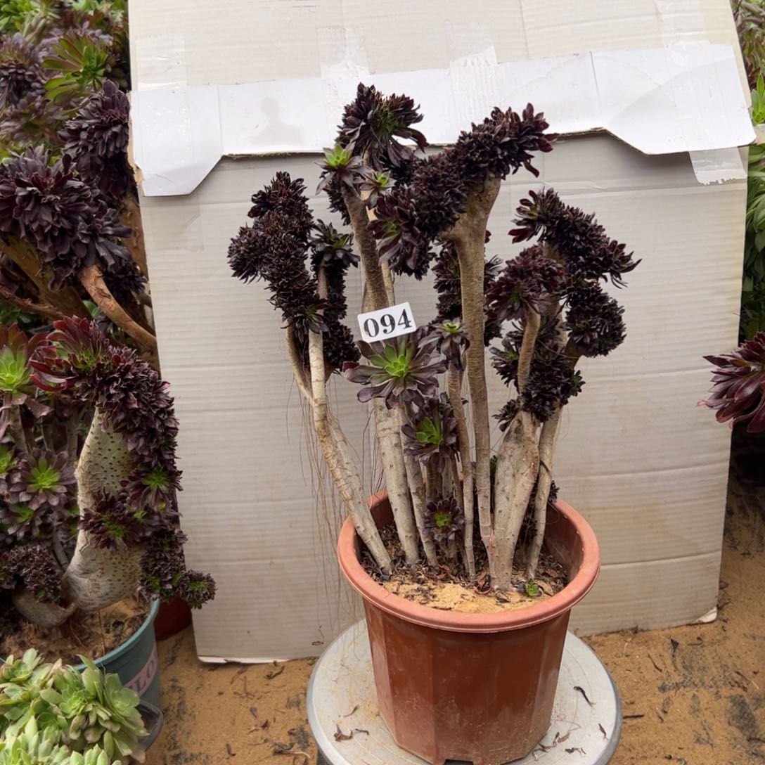 有伤黑缀094高36