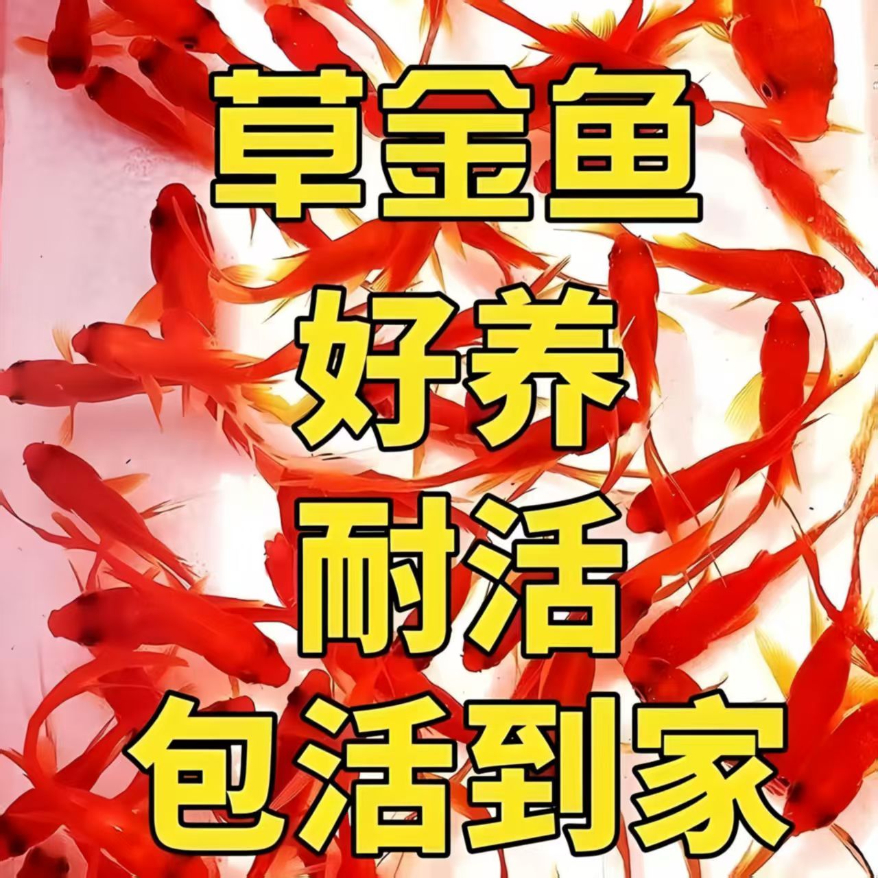 精品冷水草金鱼小草金招财观赏鱼淡水鱼好养耐活包邮包活批发清仓