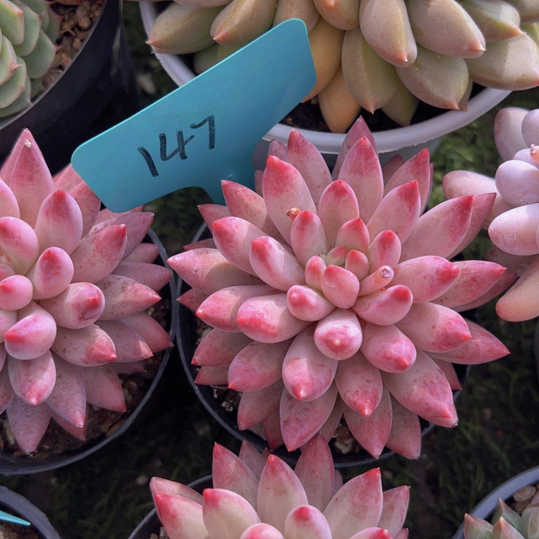 香玉的故事是一个人的故事吗