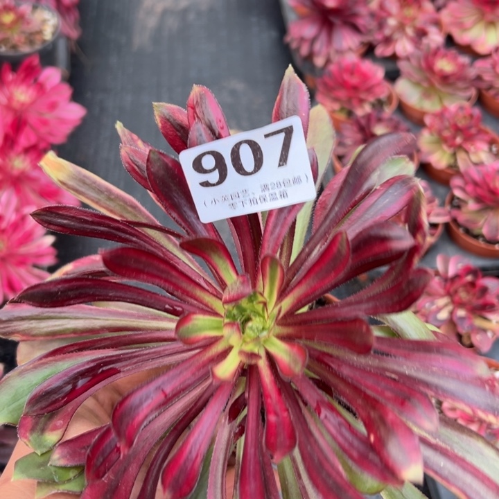 907多肉植物彩虹