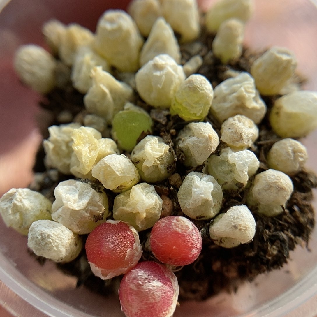 哈墨灯泡20颗二蜕苗子带老皮发货包邮