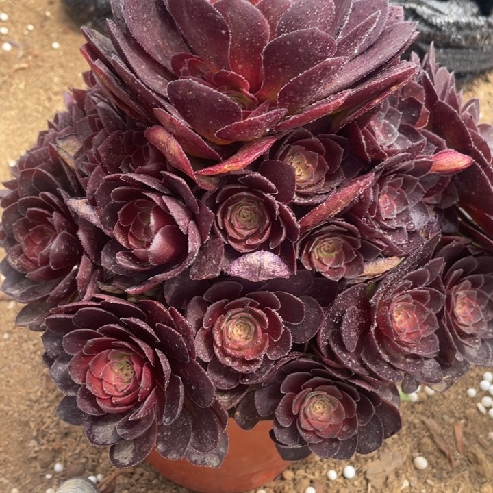 025多肉植物桃花石