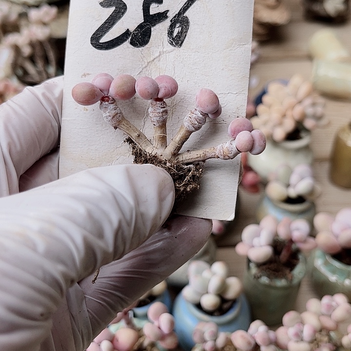 程*毓286密密麻麻密密麻麻