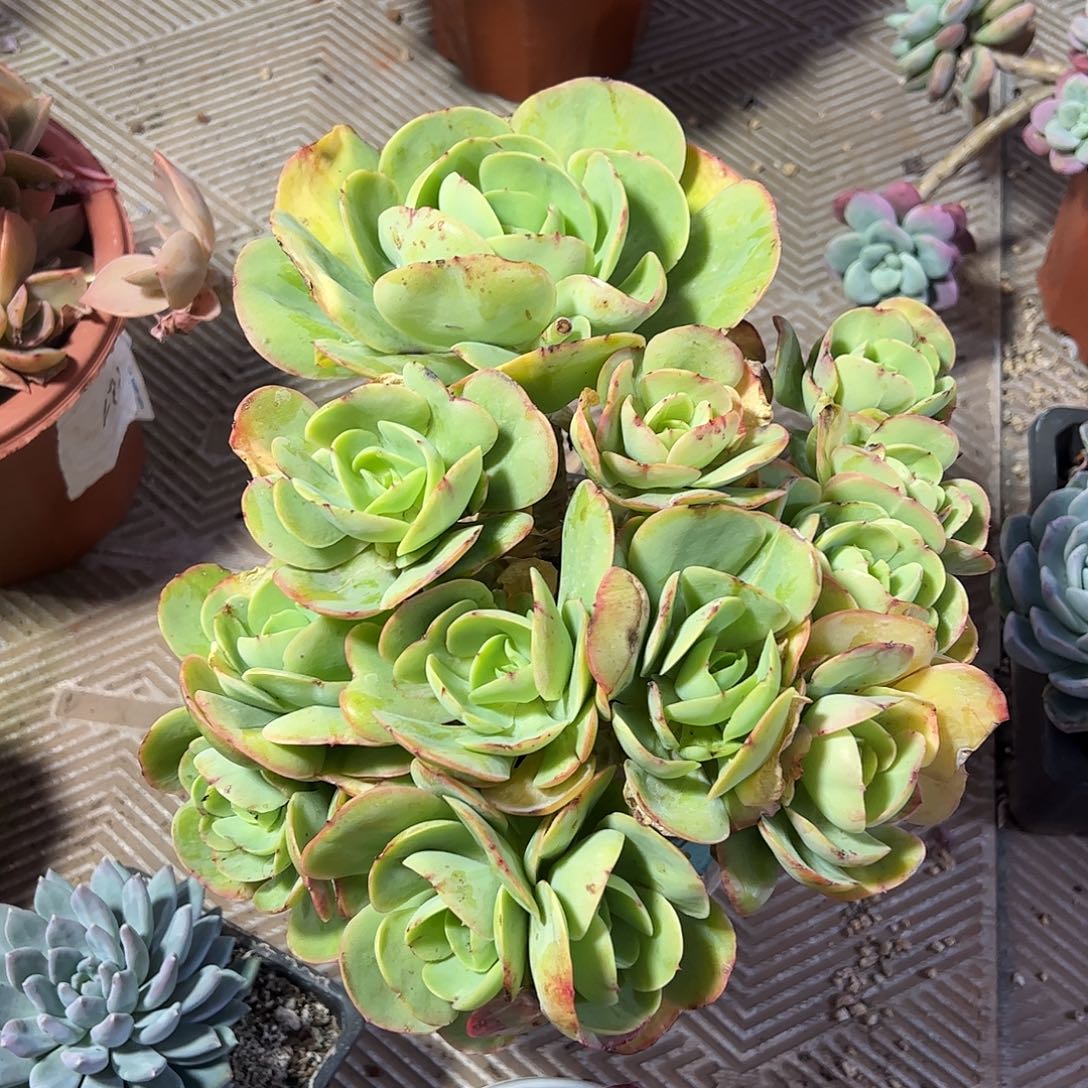 碧桃朵朵缀，一物一拍