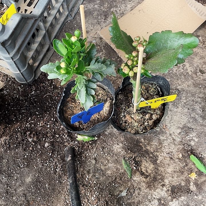 许**好花配花架一套