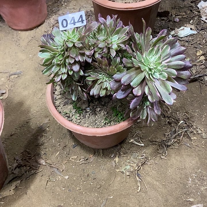 044水墨画缀化老板子