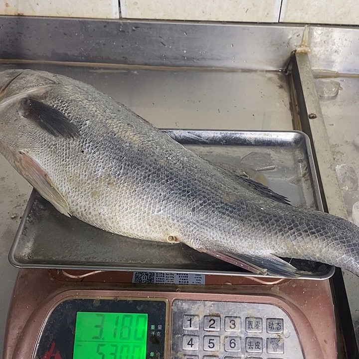 海鲈鱼3.1公斤，收拾干净