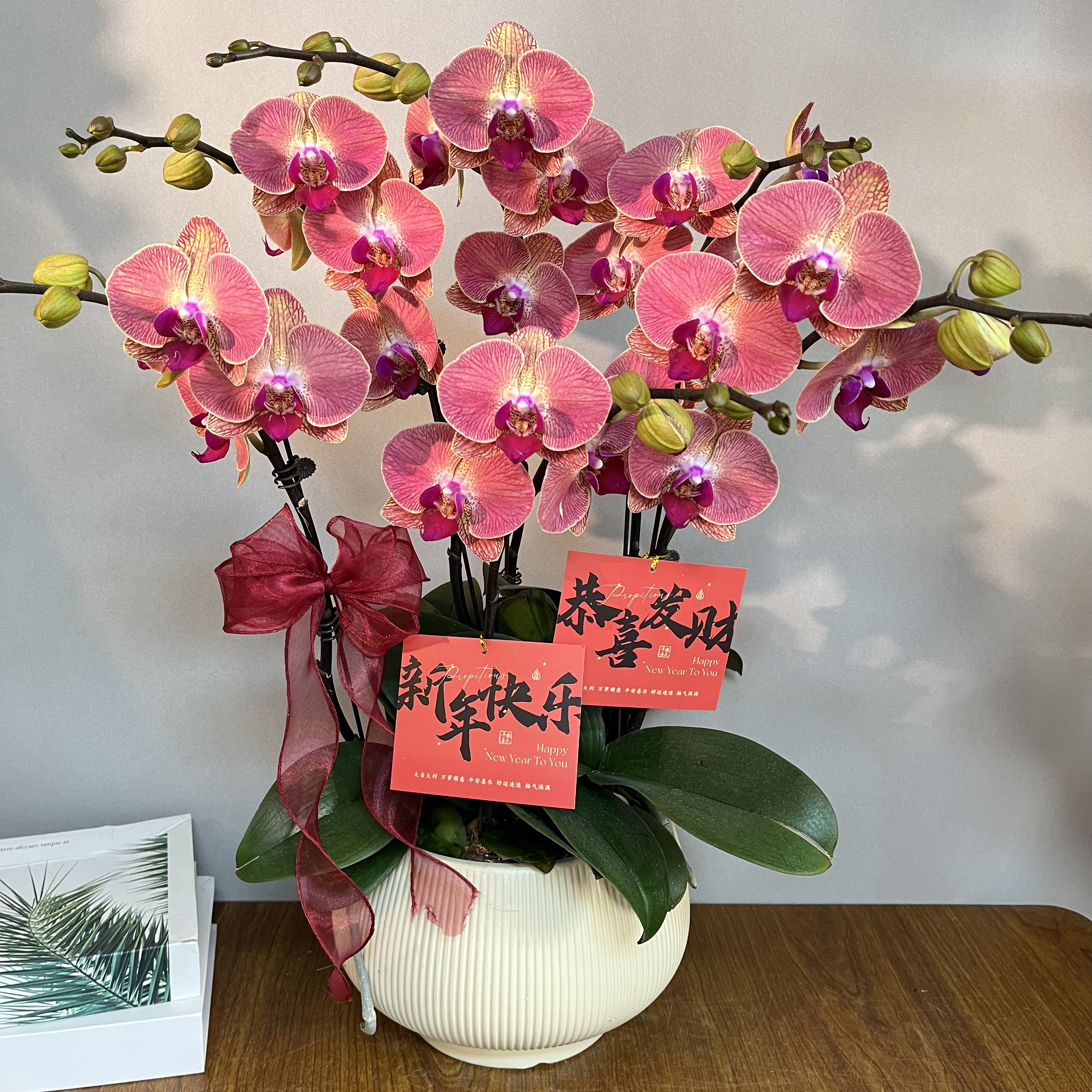 （火烈鸟）复古小众欧品时尚好养耐花期长蝴蝶兰鲜花室内送礼高端花