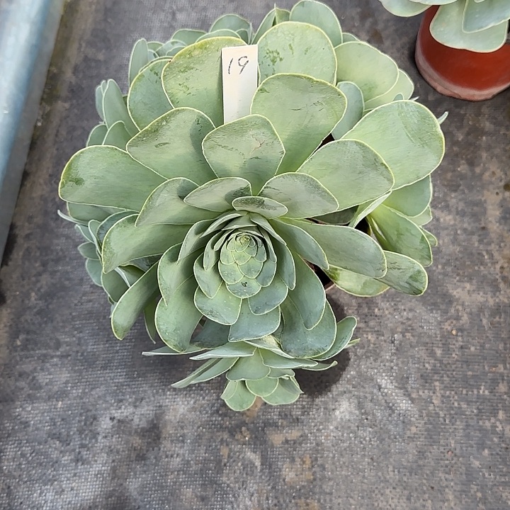 山地玫瑰一物一拍脱土发，19号不包断侧芽