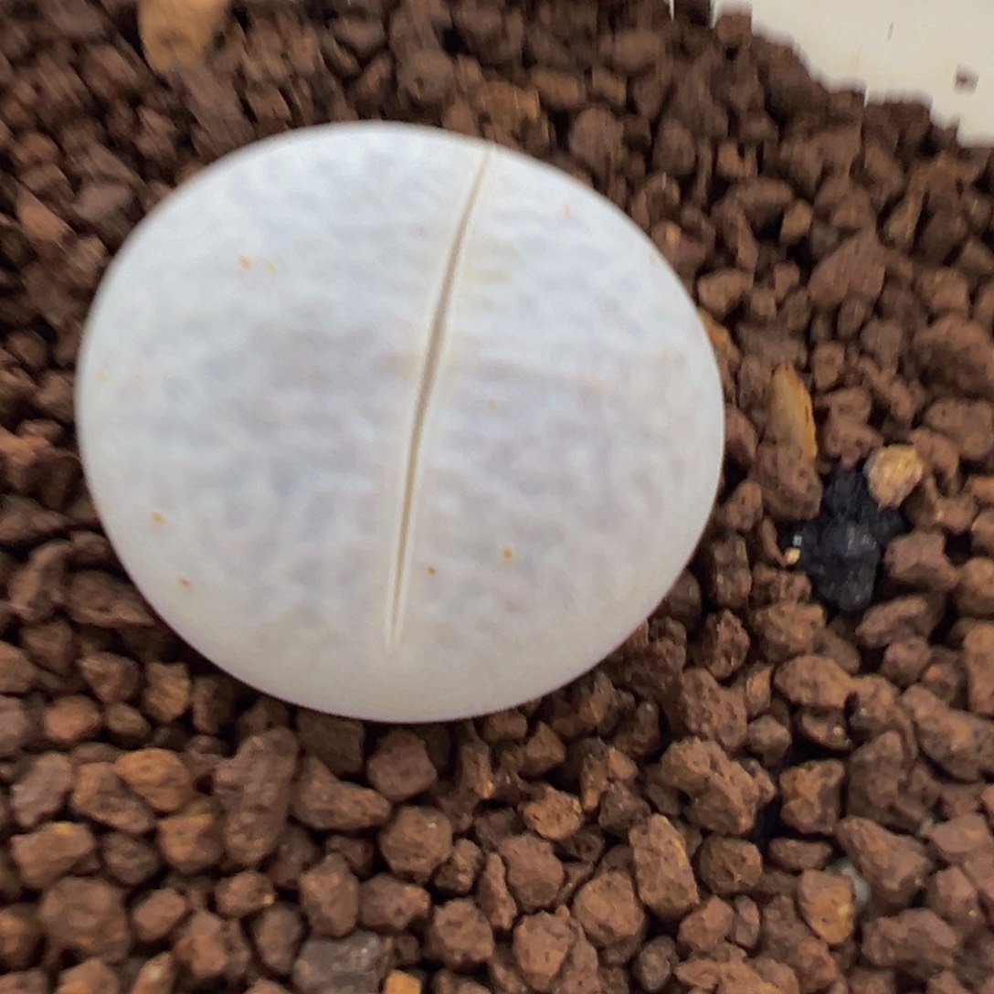 高尔夫多肉植物百科