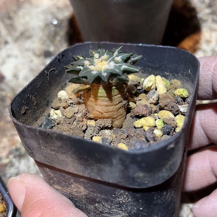 满38包邮2天凑单，脱土晾根发货多肉植物实生黑牡丹