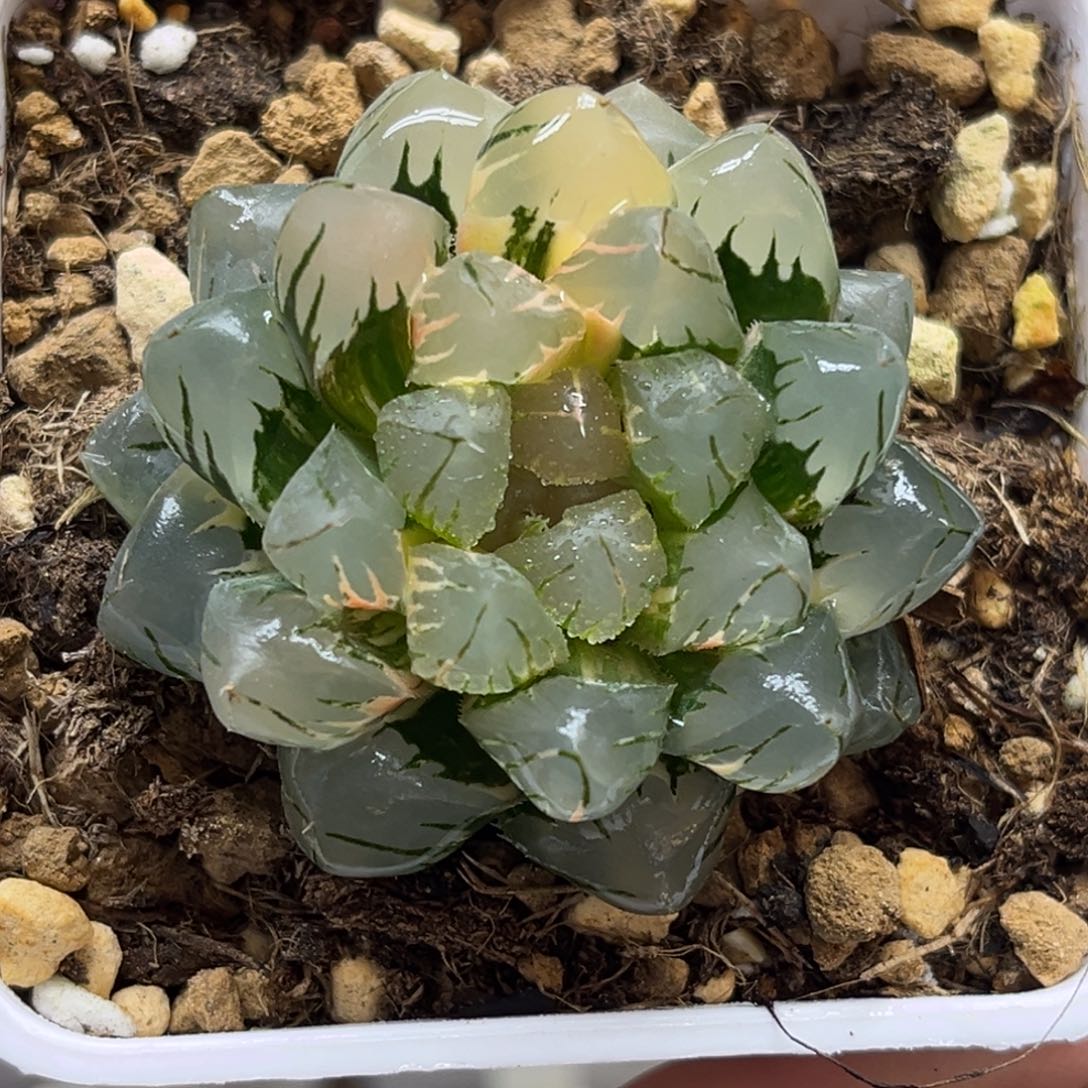 10水中月玉露锦福利专场