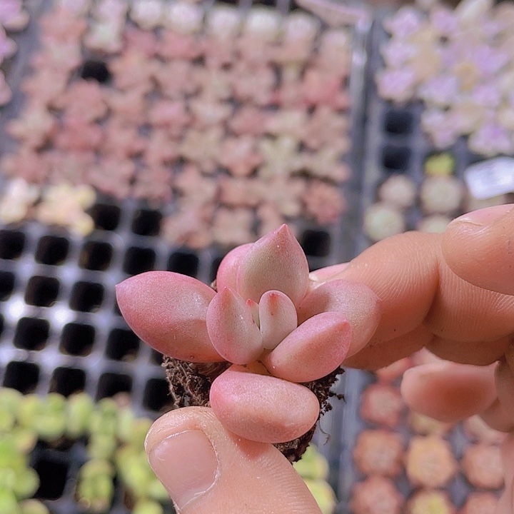 桃花源【满10颗包邮】