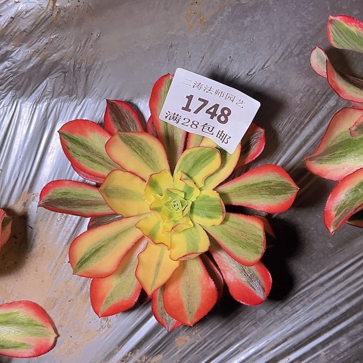 1748魅影多肉植物