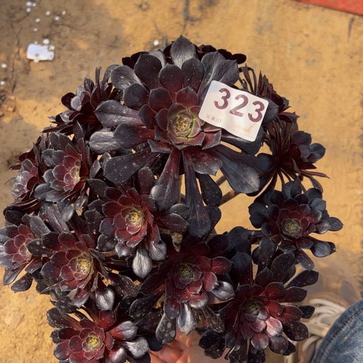 墨筒多肉植物323
