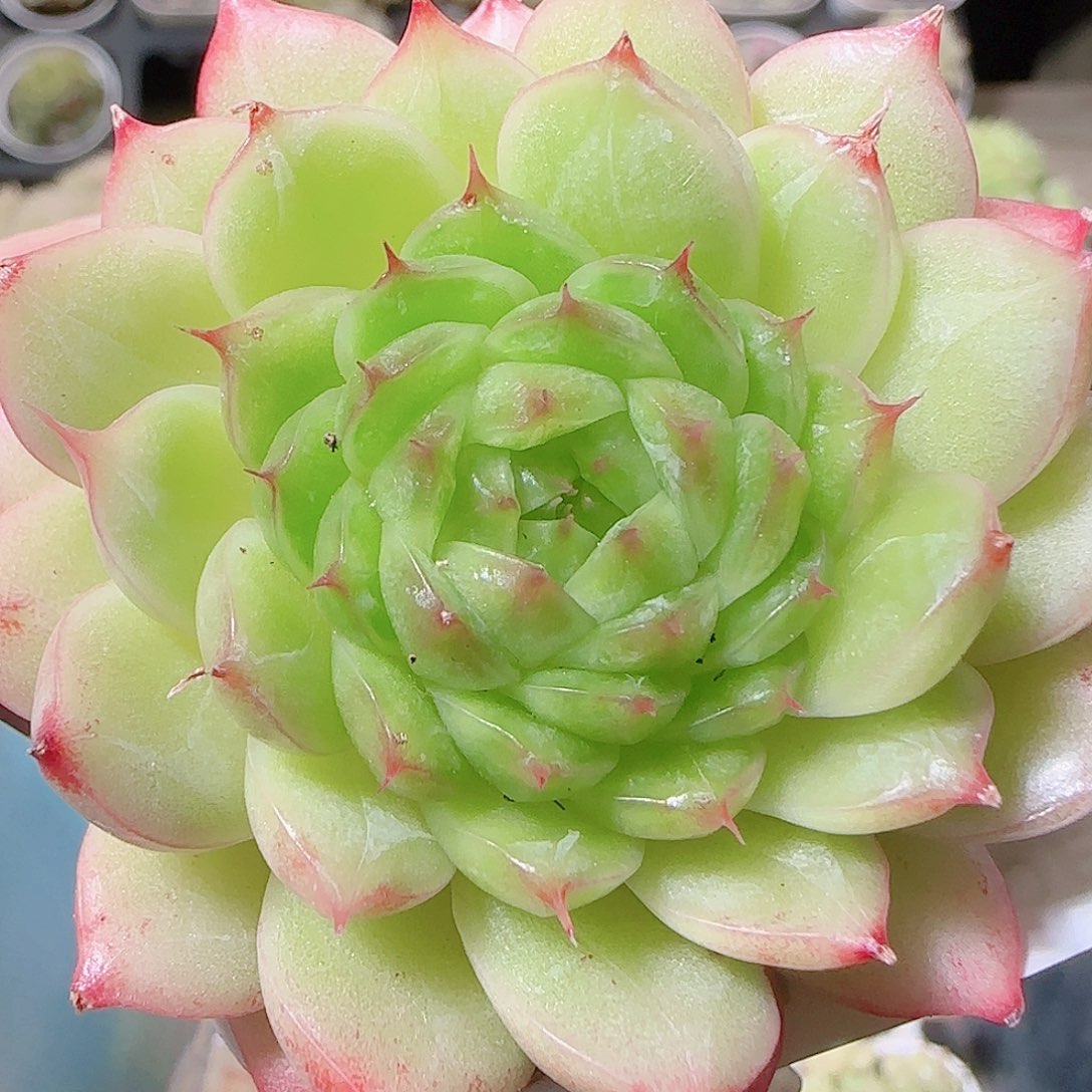 花语逸镜1120-115海心