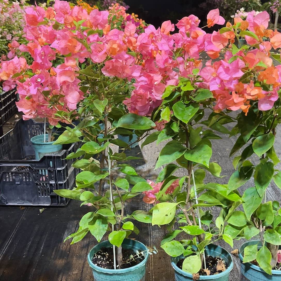 大部分花苞少量开放波妹带竹一颗