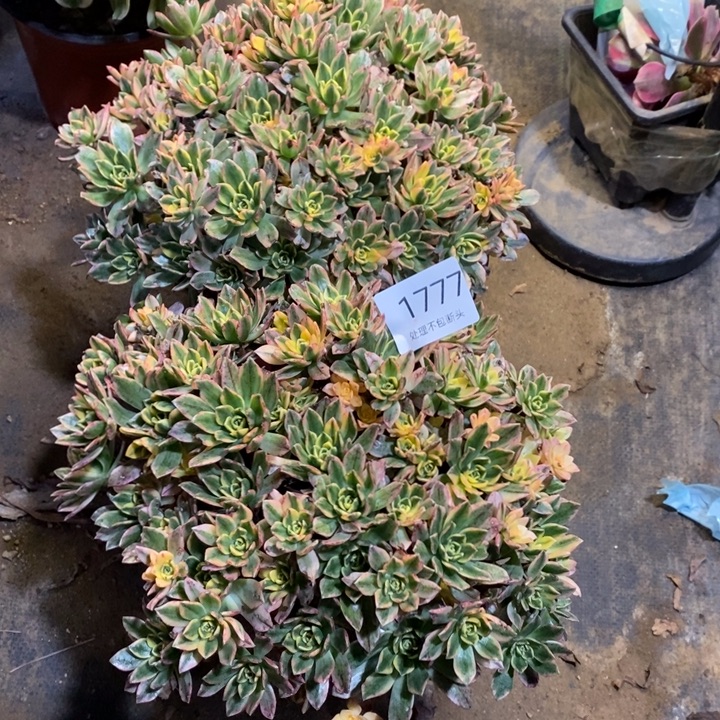 两盆多肉断头不包1777