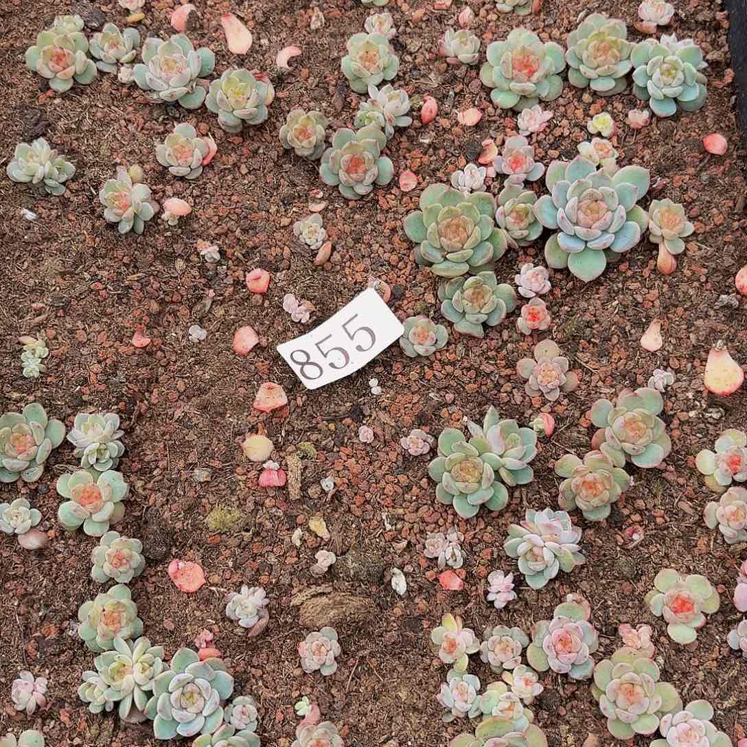 多肉植物多肉植物855