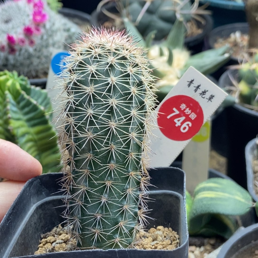 实生御旗虾一棵仙人球