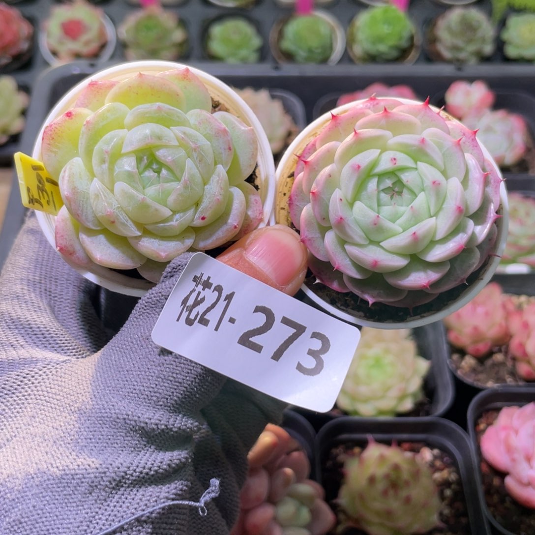 花利美21-273多肉2颗