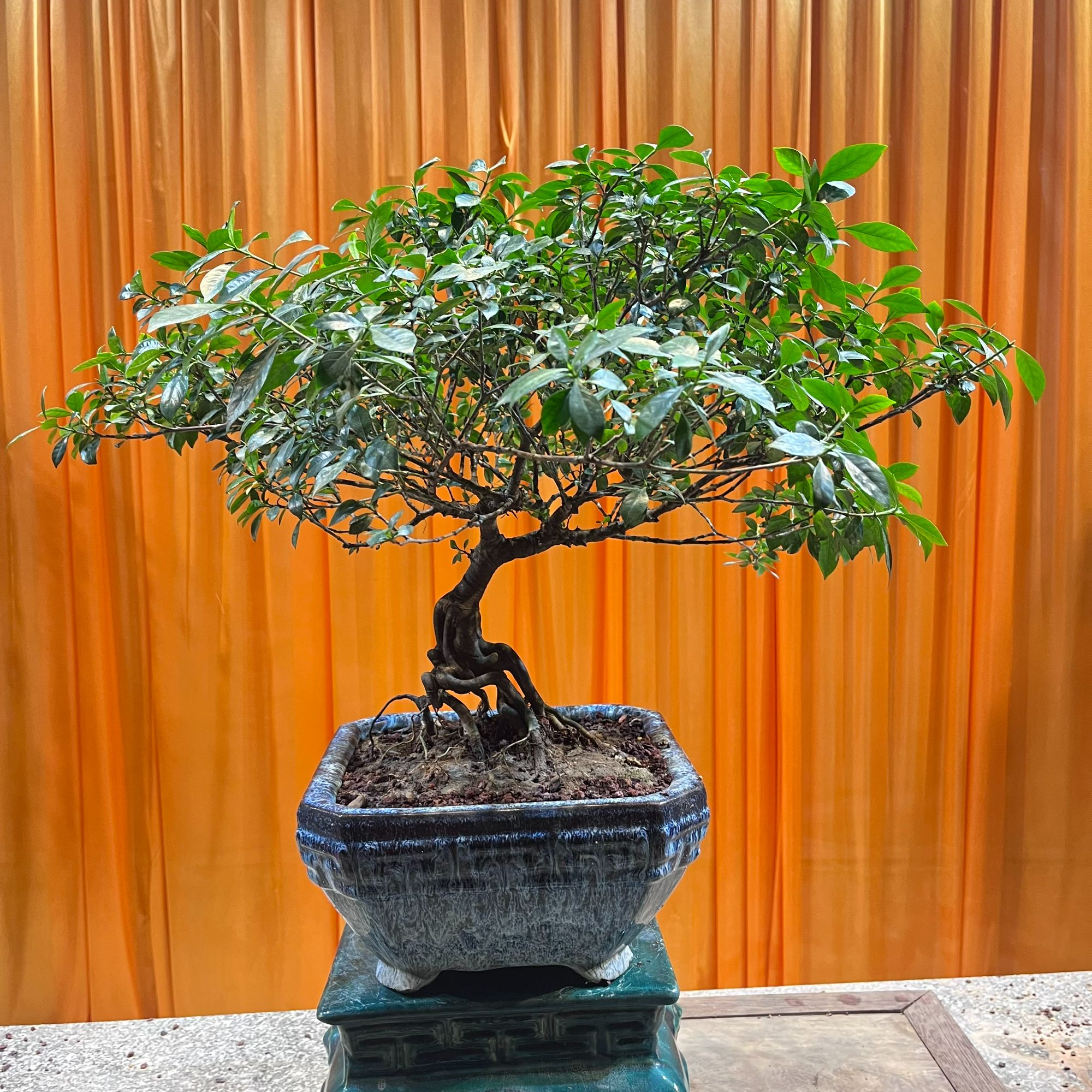 绿植海岛榄叶栀子花盆景荀子素材黄杨小叶赤楠榕树珍珠九顶山马眼