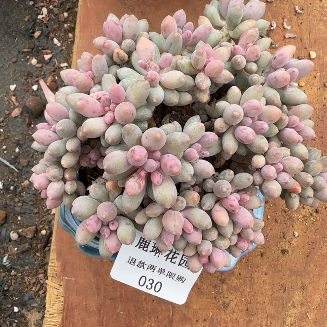 多肉很小看清楚下单拒绝非品质售后30