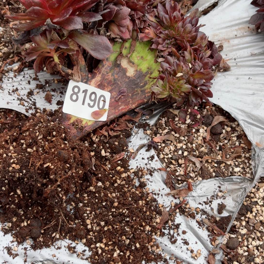 我8189 号多肉法师特价疤痕