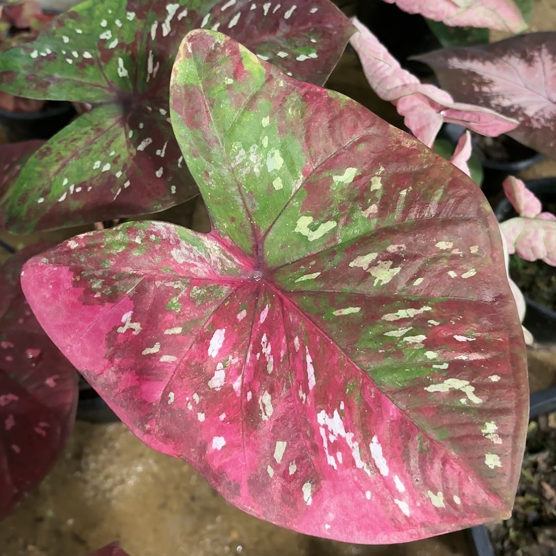 402-0121彩叶芋泰国发货