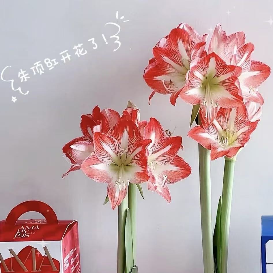 【思芹花卉|智慧女神朱顶红腊球】秘鲁进口花材不用浇水，顺丰包邮