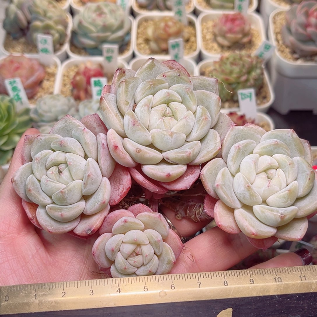 G624一物一拍 雨露均沾