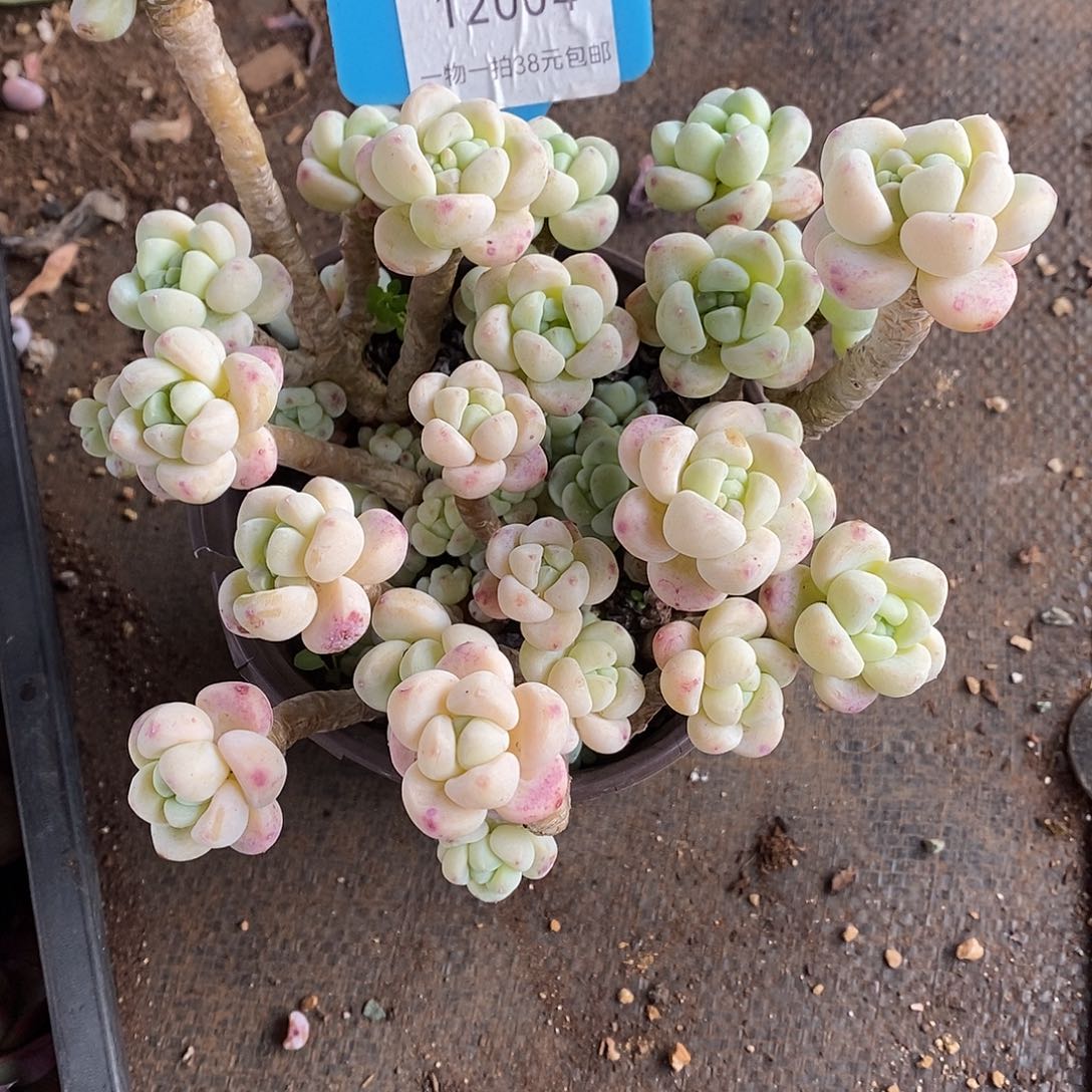 么***z004统计了咯咯哦我我我蜗牛