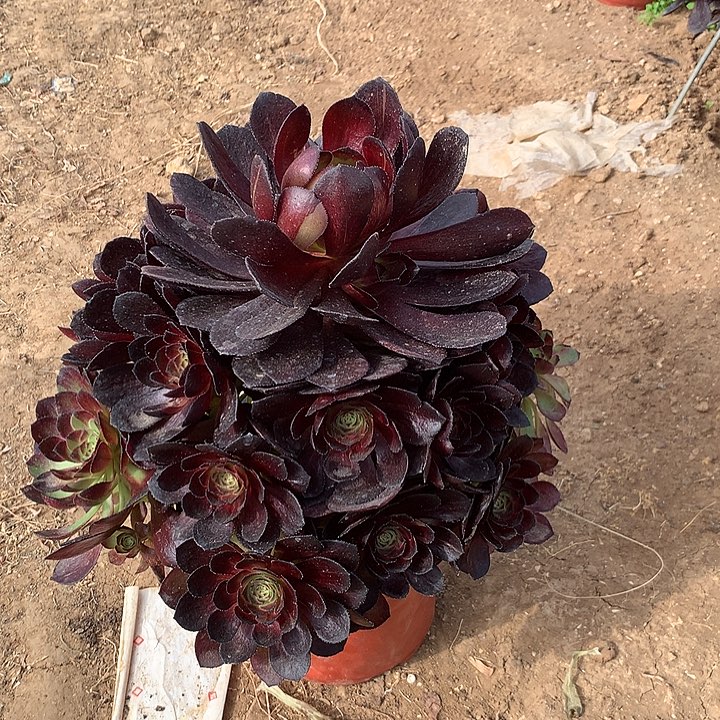 黑美人多肉植物514