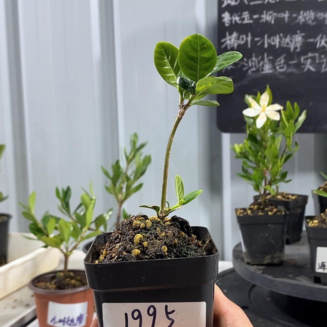 栀子花单瓣挂果多季节开花