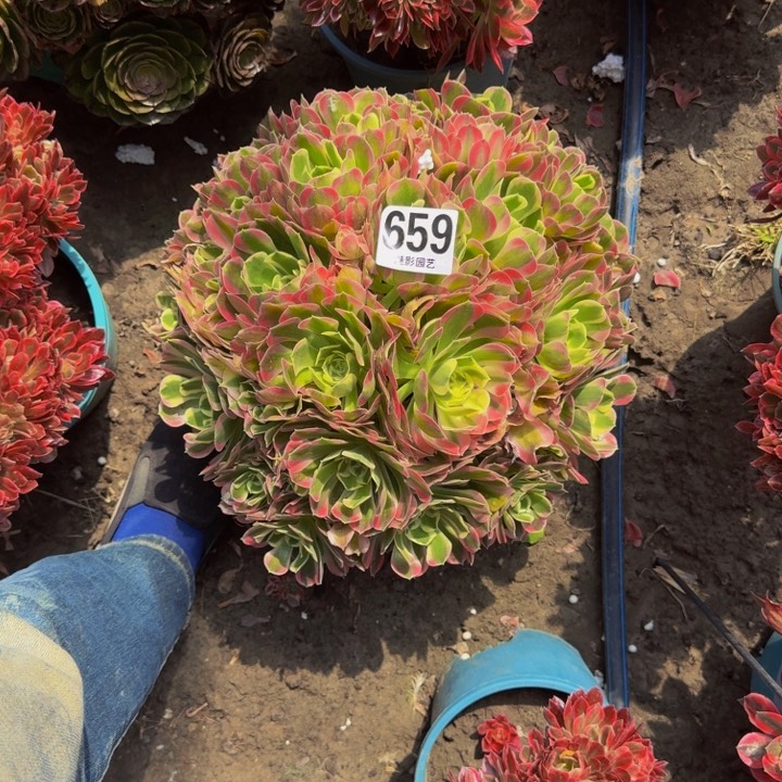 白凤花29-18包邮花花