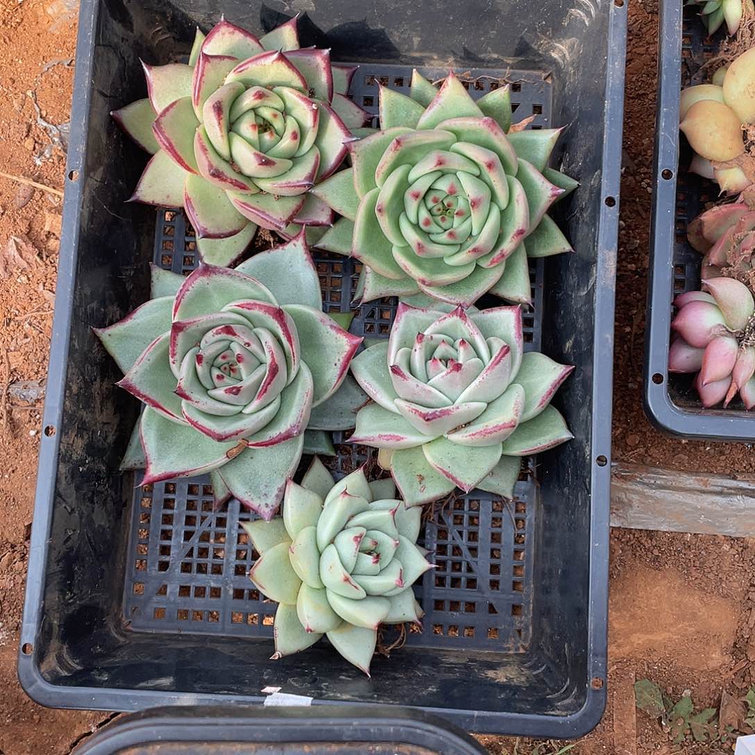 若如东云单拍E604