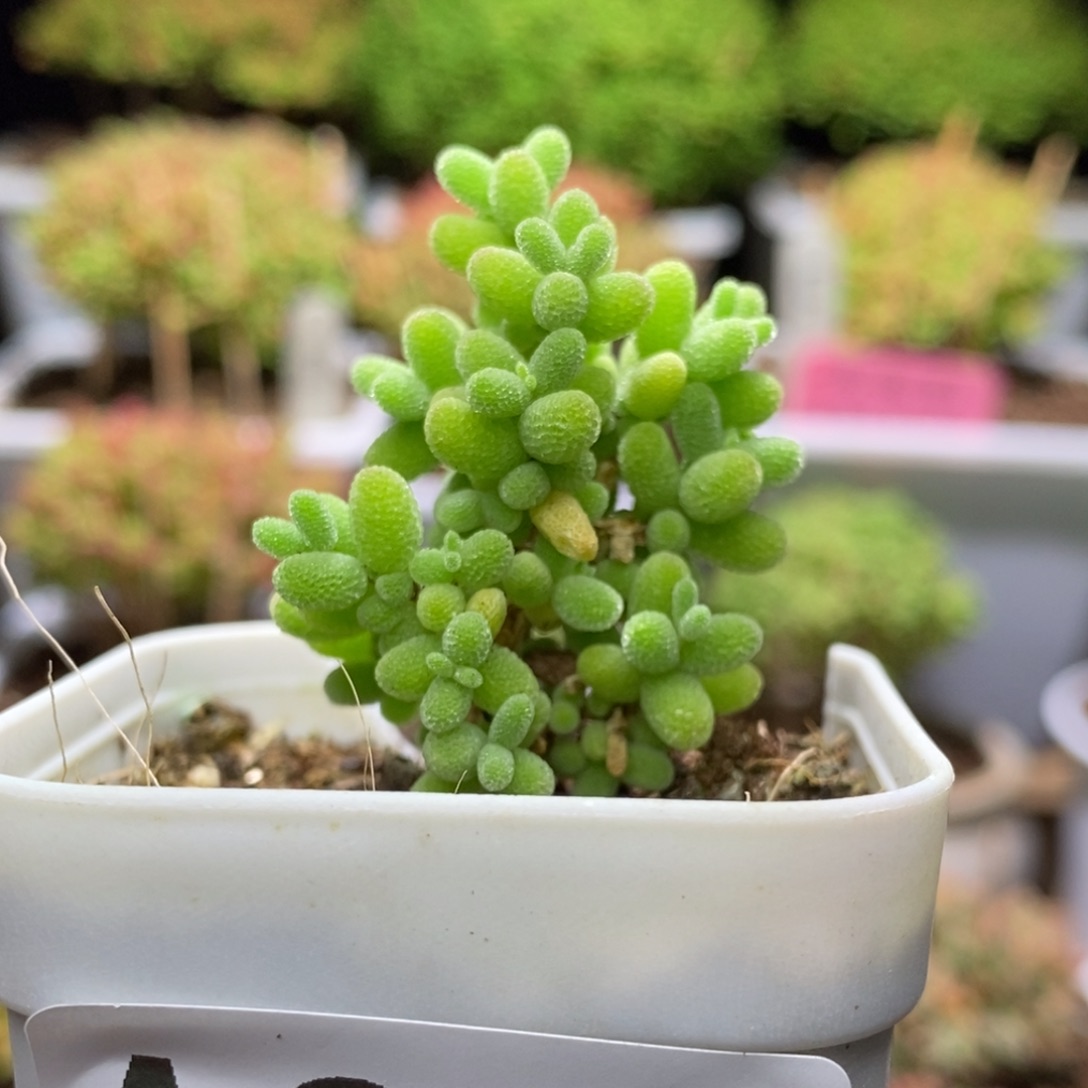 海*花蜜桔糖球A951枝干番杏