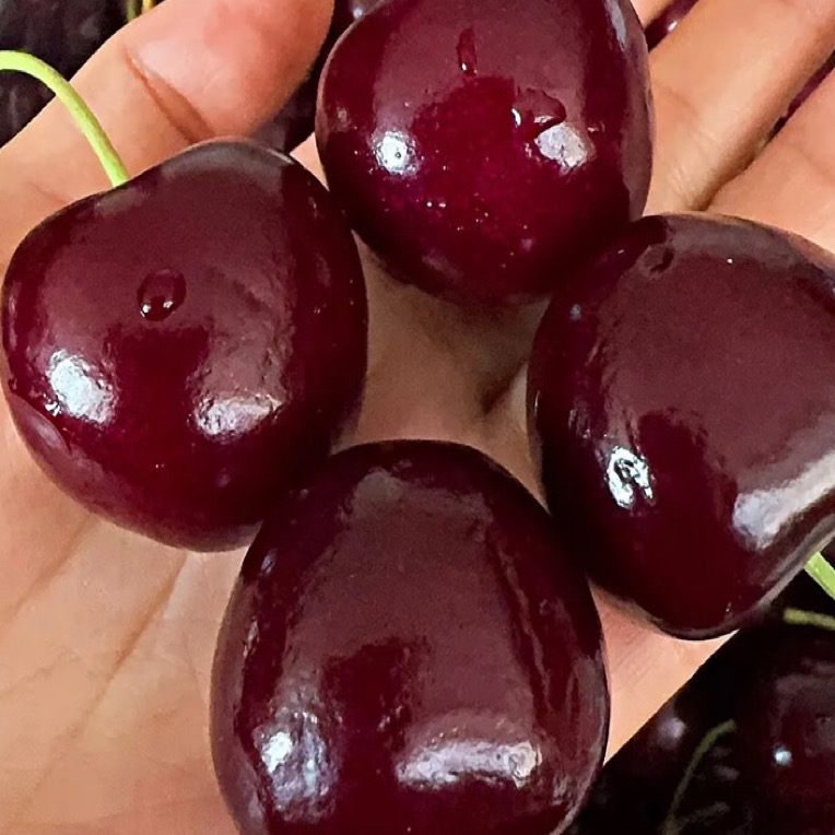 海运车厘子 单JD 一箱5斤装智利