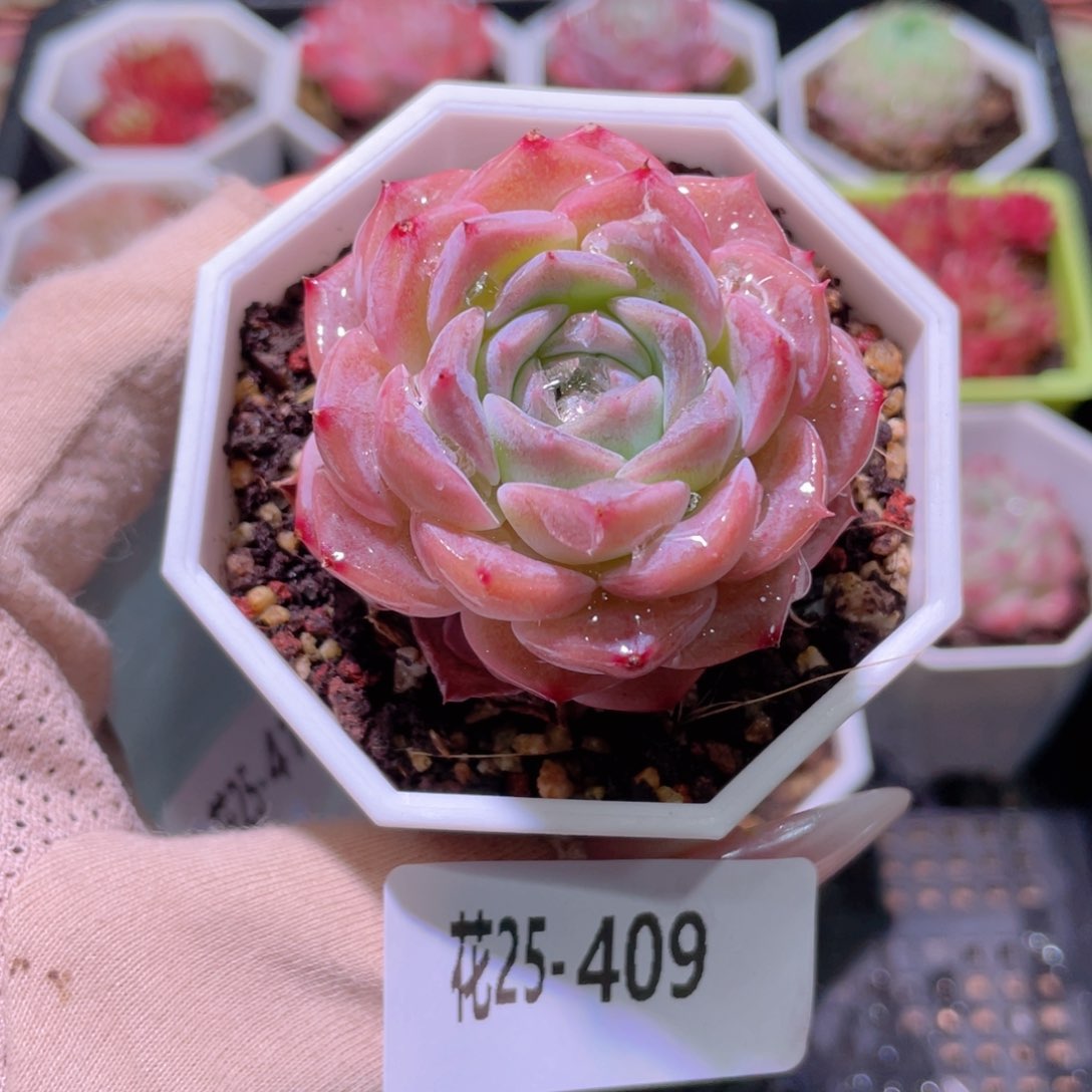 花利美25-409纯爱