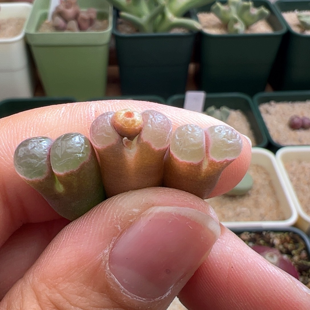 593。下播福利。美磁铁