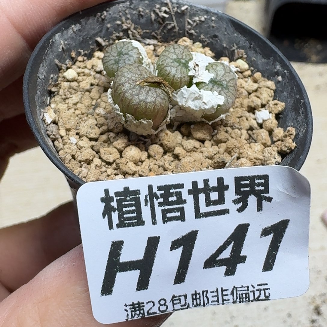 多肉植物的润泽dv