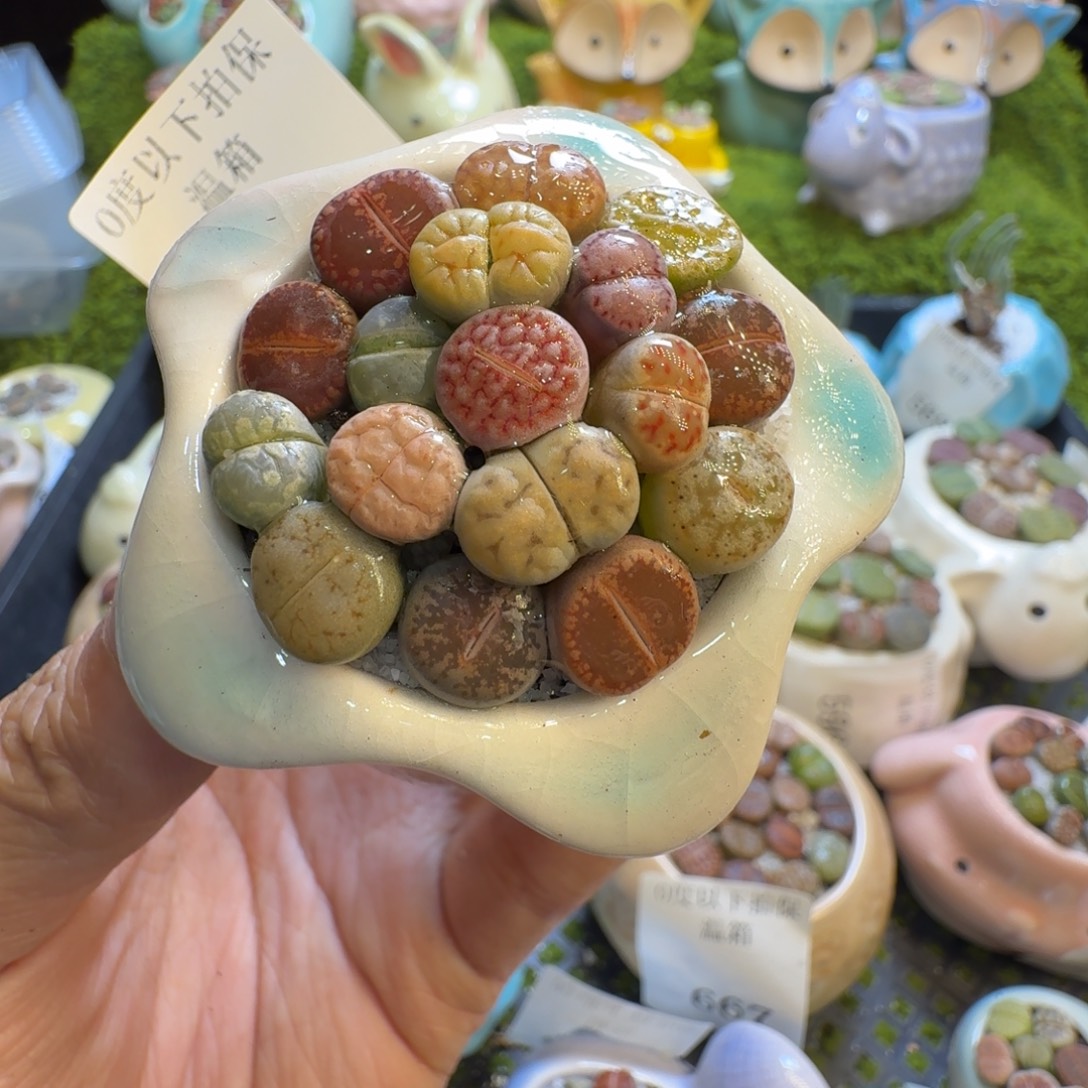 多肉植物福利冲1021