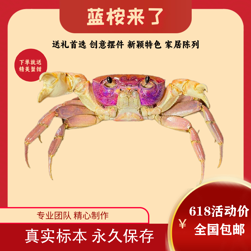 府城溪蟹标本成品微缩标本家具摆件高颜值收藏装饰创意生日礼物