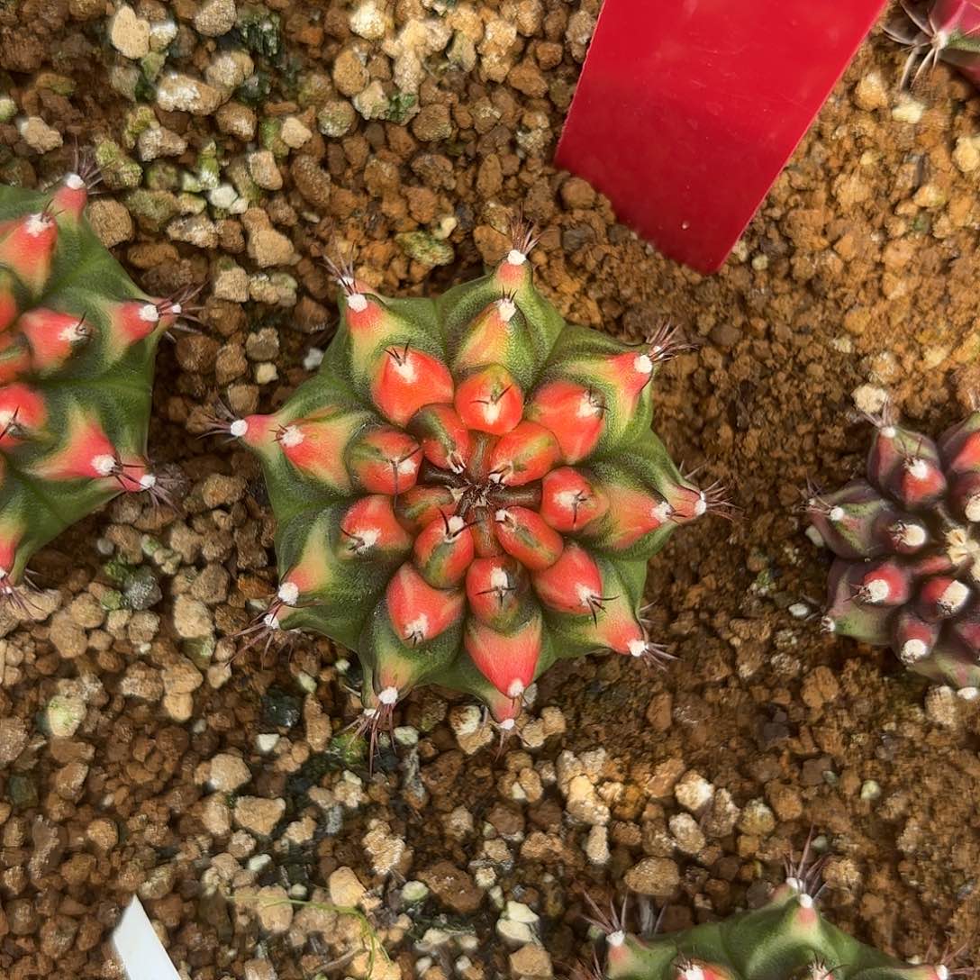 71-0828泰国发货 安娜红龙